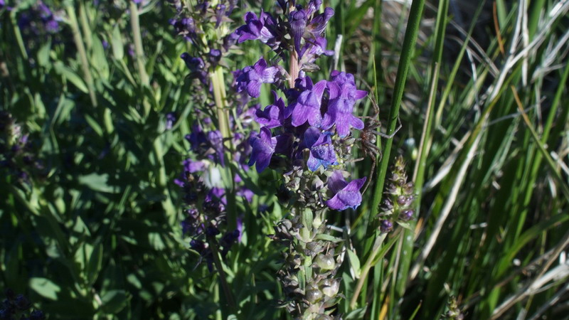 fiore violetto - Linaria purpurea